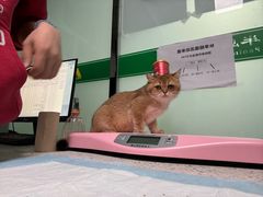 -半岛宠物医院24小时(科华中路店)