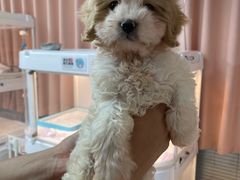 -翊宠yipet猫狗购宠庄园犬舍•猫舍