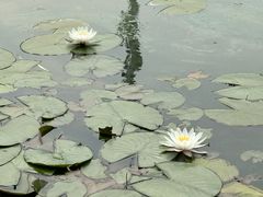 -海底捞火锅(武胜路凯德广场店)