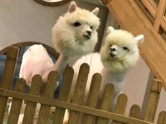 -藦茜花园宠物主题亲子互动体验馆(国顺东路店)