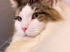 -爱侣宠医·鹦鹉专科·小型哺乳类·异宠专科(灵石路店)