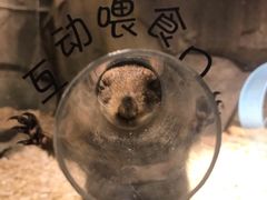 -zoonana室内动物园(东方福来德店)
