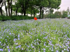 -上海滨江森林公园