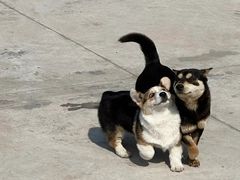 -豪客来牛排(福城天虹店)