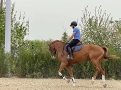 -北京群众马术培训基地