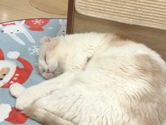 -猫和宫(六道口店)