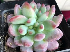 花草-顺鑫石门市场