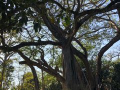 -瑞丽独树成林风景区