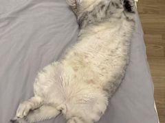 -中农大我爱我爱动物医院·核磁CT·猫病·24小时夜诊中心(石佛营店)