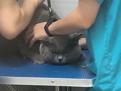 -芭比堂动物医院广州顽皮分院