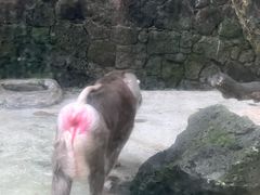-海南热带野生动植物园