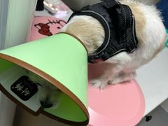 -阿荣24H宠物医院·综合型转诊中心·CT·核磁影像中心