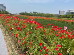 -春花秋色城市公园