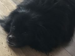 -爱侣宠医·鹦鹉专科·小型哺乳类·异宠专科(灵石路店)