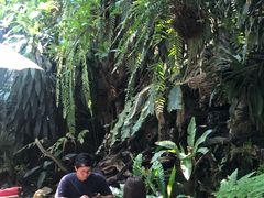 -Fern Forest Cafe
