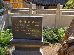 -司徒庙