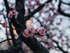 -南京古林公园
