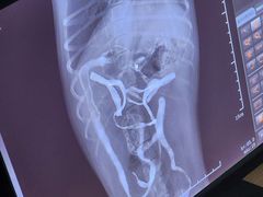 -达爱动物医院·犬猫分区·CT·复杂眼科(远洋山水分院)