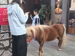 -溪岸路花鸟市场