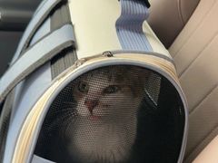 -御宝贝·A梦猫科宠物医院(国际猫友好医院)