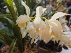 -北京植物园-展览温室