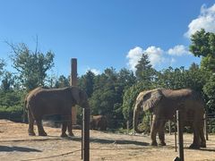 -上海野生动物园老虎餐厅