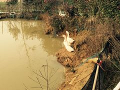 -武汉紫薇都市田园