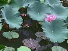 -观唐（国际）度假村温泉