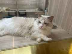 -飞行喵MR PILOT|猫舍·猫咖(静安大融城店)
