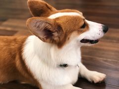 -柯斗斗主题餐厅·狗咖·围炉煮茶·茶饮(国瑞升平里店)