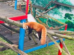 -西霞口神雕山野生动物世界