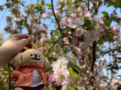 -海棠花溪(元大都城垣遗址公园)