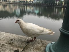 -深圳东部华侨城茵特拉根酒店