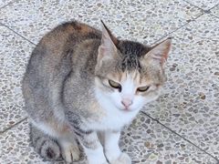 -鼓浪屿·皓月园