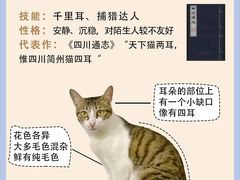 -翊宠yipet猫狗购宠庄园犬舍•猫舍