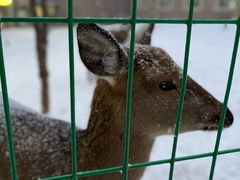 -长白山华美胜地滑雪场