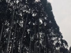 -桉树林A coffee 森林餐厅(三圣乡店)