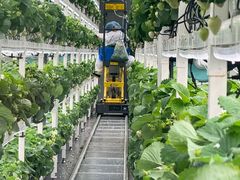 -建德果蔬乐园绪塘草莓基地