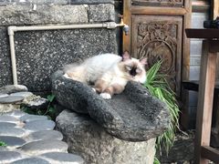 -喵屿·大理花园猫咖