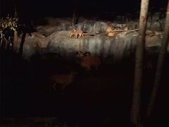 -清迈夜间动物园