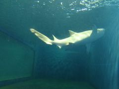 -北戴河圣蓝海洋公园