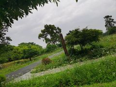 -东平国家森林公园