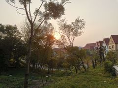 -大塘金香草谷