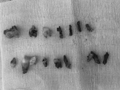 -东莞宠友24H宠物中心医院·转诊夜诊·异宠(新河北路院)