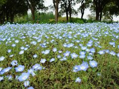 -上海滨江森林公园