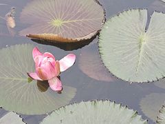 -云溪植物园