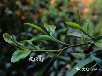 只有原生态的产区才能让眼前的这杯茶不负期待