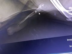 -安安宠医·安宠宠物医院