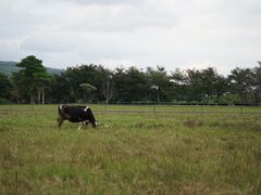 -瑞穗牧场