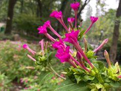 -素山寺森林公园